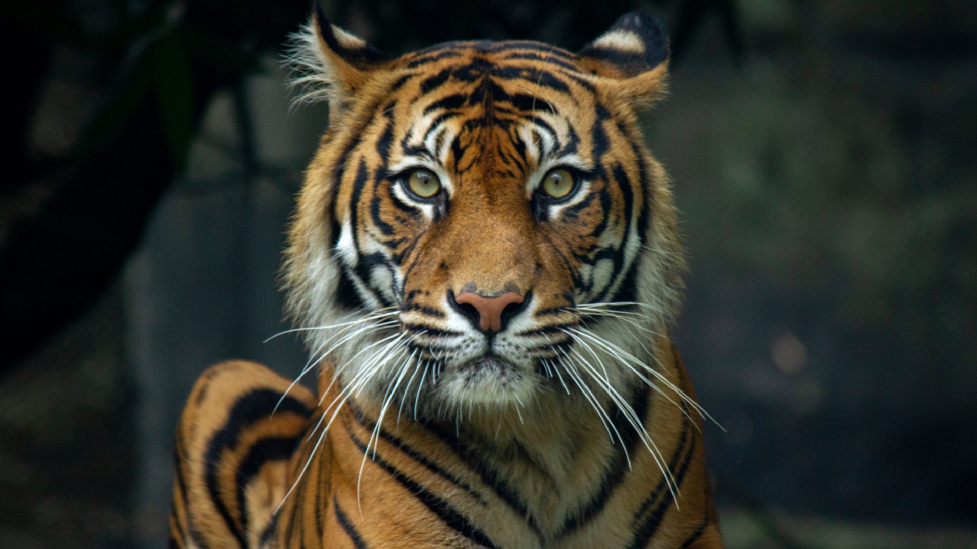 A tiger stares into the camera. It’s orange and white with striking black stripes. The background is dark and out of focus to make anything out.